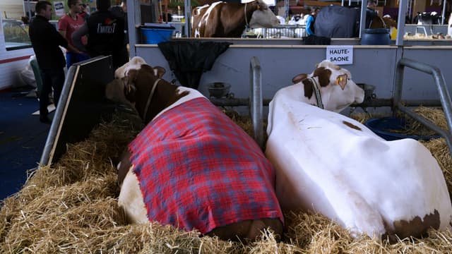Des vaches au Salon de l'Agriculture le 24 février 2017 (photo d'illustration)