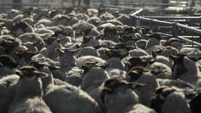 Un enclos de moutons en France le 6 mars 2015. (photo d'illustration)