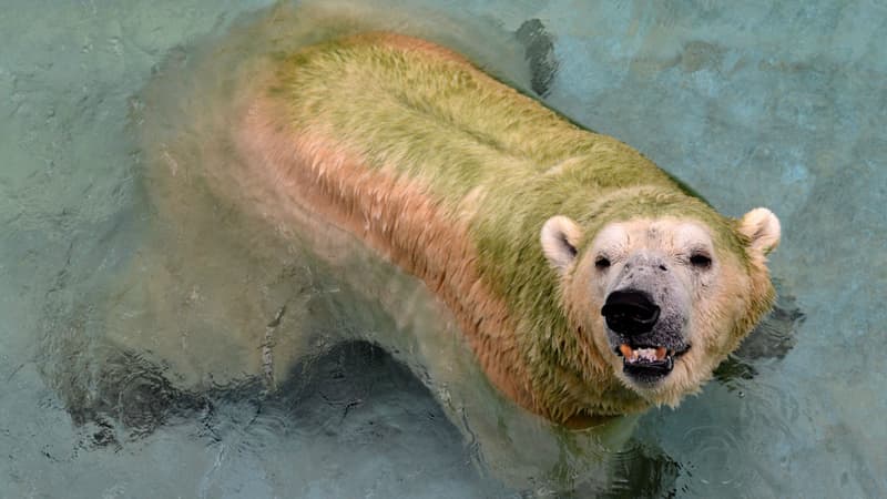 Inuka, le premier ours polaire né sous les Tropiques