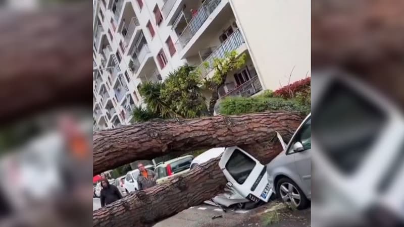 Un grand pin ayant chuté rue Auguste-Pégurier à Nice (Alpes-Maritimes) le mardi 26 mars 2024.