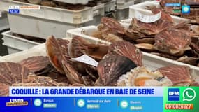 Coquille Saint-Jacques: la grande débarque en baie de Seine