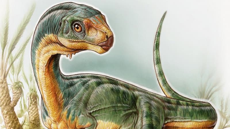 Voici le Chilesaurus, de la famille des théropodes.