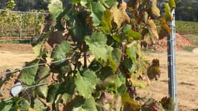 Les vignes du domaine de Marchandise à Roquebrune-sur-Argens (Var).