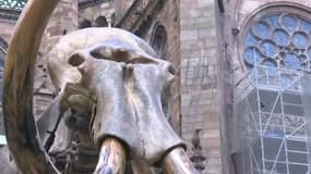Mais que fait ce mammouth au pied de la cathédrale de Strasbourg ?