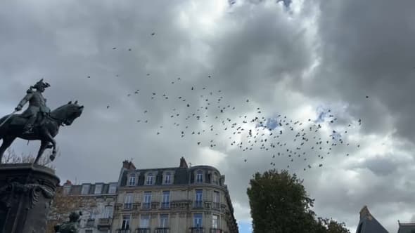 Des pigeons dans le ciel de la commune de Saint-Venant dans le Pas-de-Calais