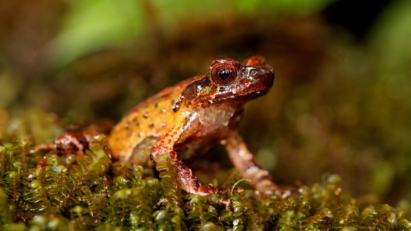 La grenouille cornue du mont Ky Quan San dans la réserve naturelle de Bat Xat au Vietnam, l'un des plus de 200 nouvelles espèces découvertes par des scientifiques dans la grande région du Mékong en 2020