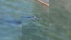 Un requin bleu repéré mercredi à Hyères dans la zone des plages de l'Almanarre.