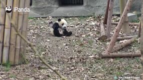 Quand ce panda est fâché, il enchaîne les roulades