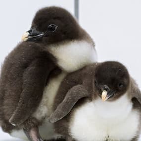 Sept adorables pingouins d'une espèce rare sont nés dans un zoo autrichiens