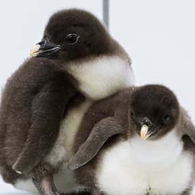 Sept adorables pingouins d'une espèce rare sont nés dans un zoo autrichiens 