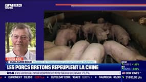 Chine Éco : Les porcs bretons repeuplent la Chine par Erwan Morice - 17/02