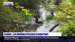 Climat: nouveau prélèvement pour le suivi piscicole des rivières d'Alsace
