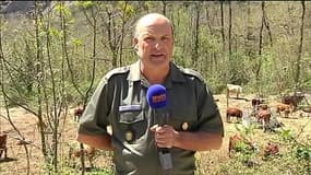 Attaque de loups dans les Alpes-Maritimes: "Ils se sont habitués aux présences humaines"