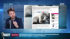 Un Américain ouvre une cagnotte pour envoyer les cendres de son chat dans l'espace