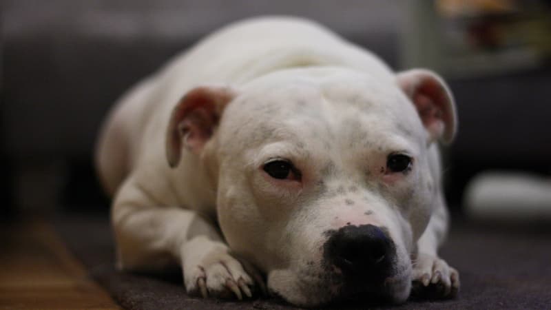 Un American Staffordshire (Photo d'illustration).