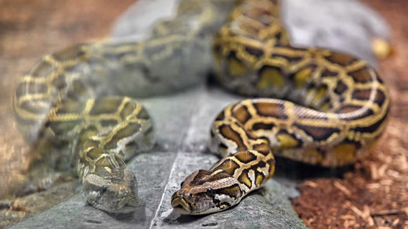 Un python (image d'illustration)