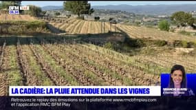 La Cadière: la pluie attendue avec impatience par les vignerons