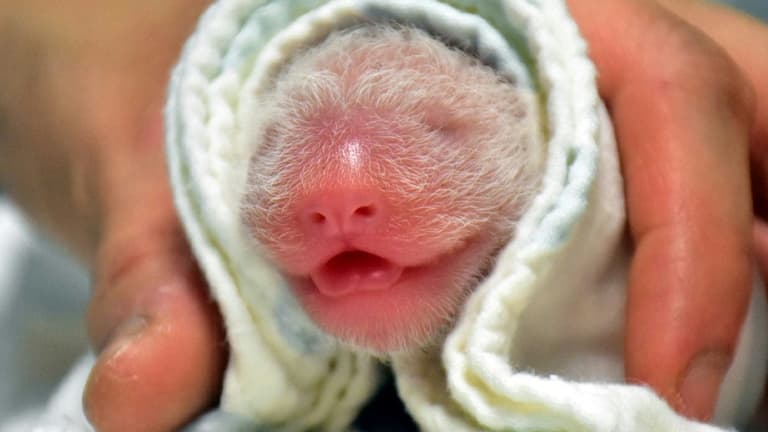 Le bébé panda est né dimanche, a annoncé le zoo de Taipei