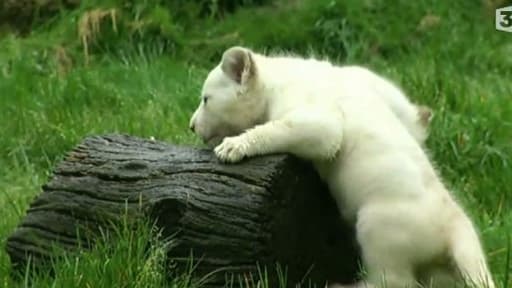 Un des trois lionceaux blancs visibles au zoo de Pont-Scorff