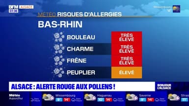Alsace: alerte rouge aux pollens