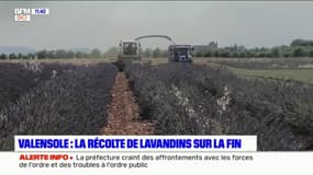 Valensole: la récolte de lavandins touche à sa fin