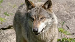 Un loup (image d'illustration).