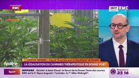 Cannabis thérapeutique: "On ne vend pas des fleurs mais des produits transformés"