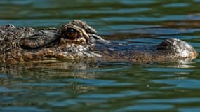 Un jeune homme a été grièvement blessé par un saur dans la piscine d'un complexe touristique au Mexique.