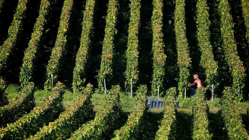 Champagne: l'appellation bientôt ouverte à de nouvelles communes, les vignerons inquiets