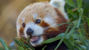 Un panda roux au zoo Hellabrunn à Munich (Allemagne), le 6 février 2025.