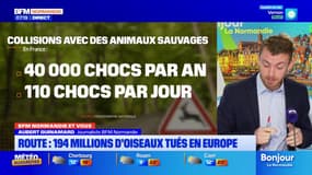 BFM Normandie et vous: que faire lorsque vous heurtez un animal en voiture?