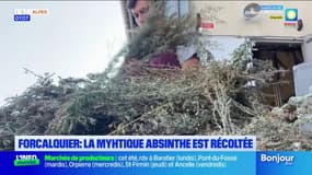 À Forcalquier, l'heure est à la récolte de la mythique absinthe