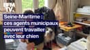 Seine-Maritime: ces agents municipaux peuvent amener leur chien au travail 