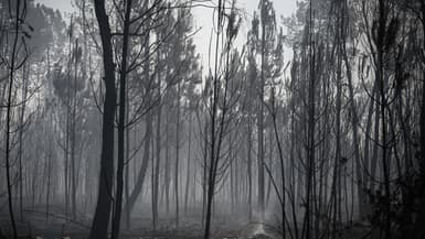 Une photo montre des arbres brûlés après un incendie de forêt près de la ville d'Origne, dans le sud-ouest de la France, le 17 juillet 2022.