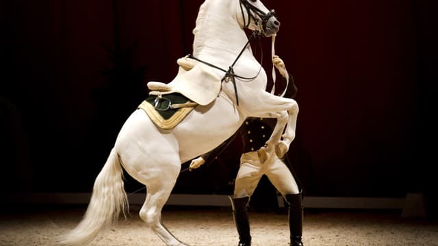 Un cheval lors du spectacle de la Spanish Riding School à Amsterdam, le 29 novembre 2014.