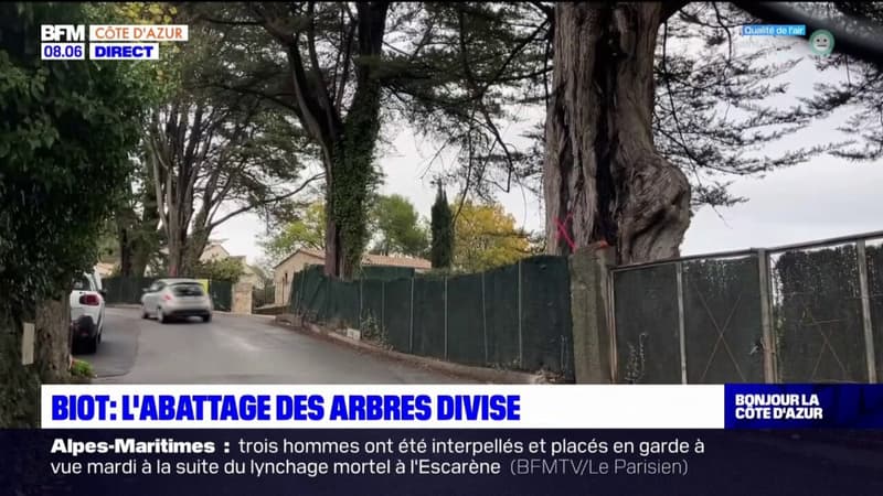 Biot: l'abattage de quatre arbres divise