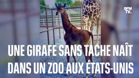 Une girafe sans tache naît dans un zoo aux États-Unis, et c'est extrêmement rare