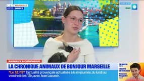 Animaux & compagnie : Princesse, la lapine de la semaine sur BFM Marseille