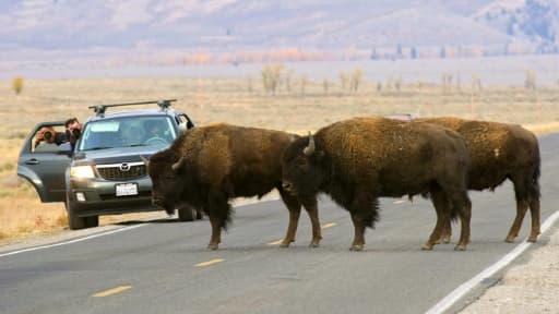 Bisons dans le parc national de Grand Teton,  au nord-ouest de l'État du Wyoming, aux États-Unis, le 4 octobre 2012