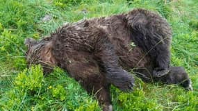 Cette photo publiée sur le compte Twitter de la ministre Elisabeth Borne le 9 juin 2020, montre un ours abattu en Ariège