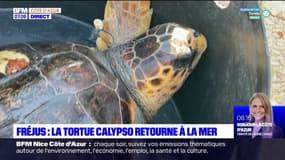 Fréjus: la tortue Calypso relâchée après plusieurs mois de convalescence