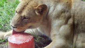 En été, les animaux du zoo de Zurich, en Suisse, reçoivent des glaces adaptées à leurs goûts.