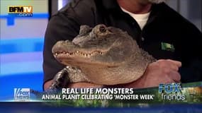 Un alligator fait ses besoins sur le plateau de Fox News