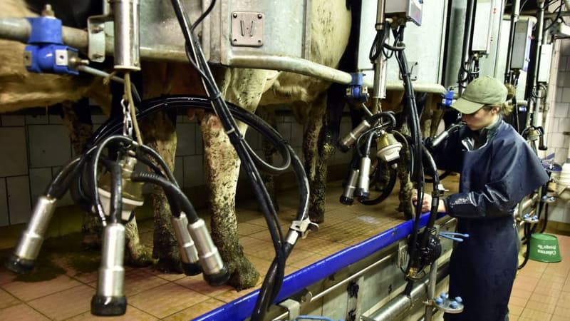 Souffrant de la pluie, les vaches du Doubs produisent moins de lait (photo d'illustration)