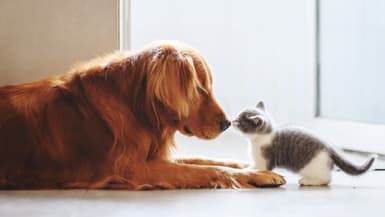 Quels avantages y a t-il à souscrire à une assurance chien chat ?