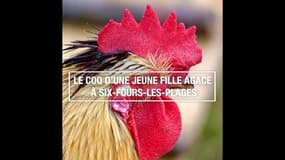 Le coq d'une jeune fille agace à Six-Fours-les-Plages