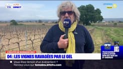 Alpes-de-Haute-Provence: jusqu'à 80% de perte dans les vignes à cause du gel
