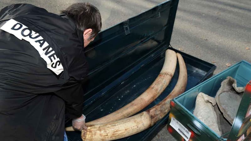 Les douanes ont trouvé pas de moins de 136 kg d'ivoire (photo d'illustration).