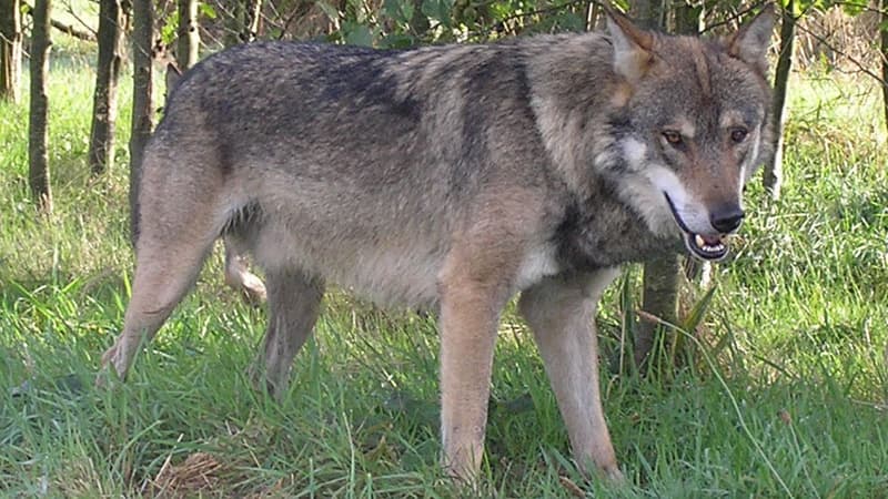 Environ 300 loups se trouveraient actuellement en France.