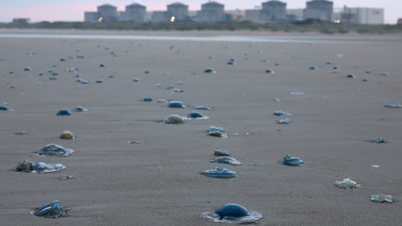 Après l'invasion de méduses, un premier réacteur de la centrale nucléaire de Gravelines redémarre